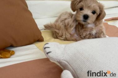 Bezaubernde Maltipoo Welpen (F1b Verpaarung) suchen 