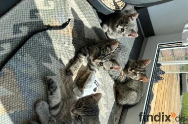 BHK Mischling Kitten