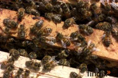 Bienen Ableger