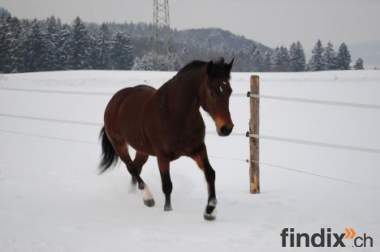 Biete Reitbeteilligung in Wettingen