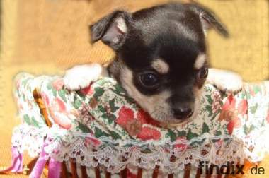 Bildchöne mini Chihuahua kurzhaar Welpen mit 