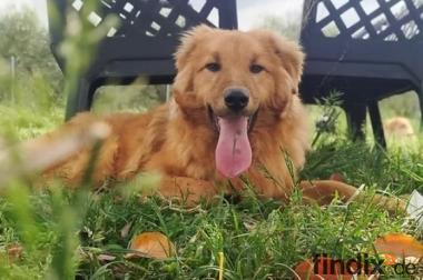 Biondo, a.d.Tierschutz, sucht liebes Happy-Home