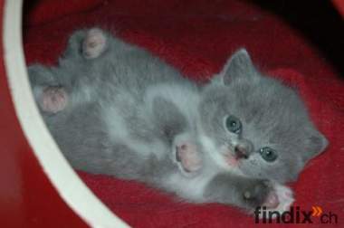 BKH & Scottish Fold Kitten in Blau und Blau auf Weiss