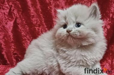 Bkh/Blh Kitten mit dem Stammbaum