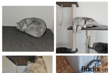 BKH Kater Silver Tabby
