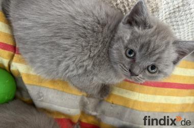 BKH Kitten Blue und Lilac abzugeben