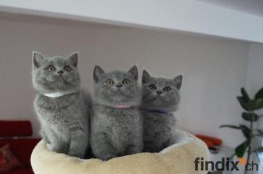 BKH Kitten reinrassig Blue