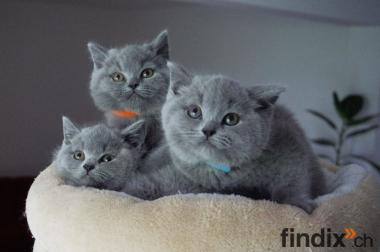 BKH Kitten reinrassig Blue