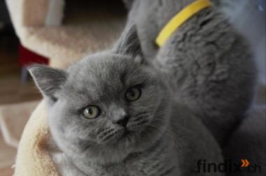 Bkh kitten reinrassig Blue