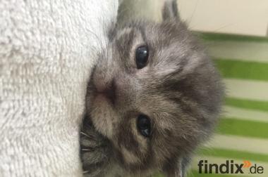 BKH Kitten suchen ab 20.08 neue Zuhause