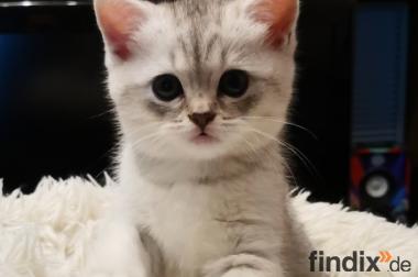 BKH / mix Kitten