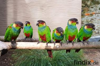 Blaulatzsittiche