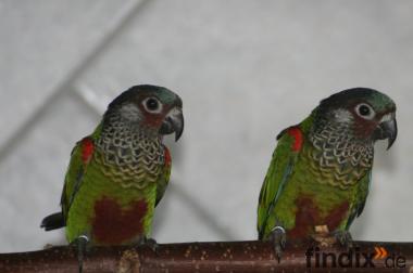 Blaustirnrotschwanzsittich