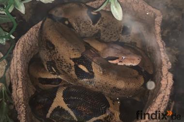 Boa Constrictor