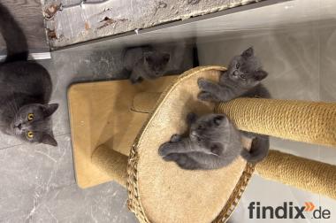Britisch Baby Katzen zu verkaufen