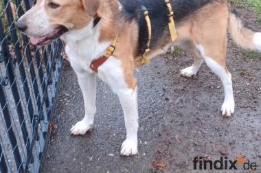 Buddy, 2 Jahre , sucht Happy-Home