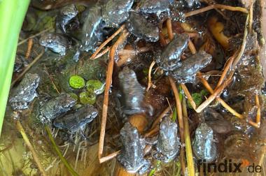 Bufo alvarius Nachzuchten – Vorbestellung möglich