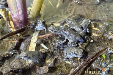 Bufo alvarius Nachzuchten – Vorbestellung möglich