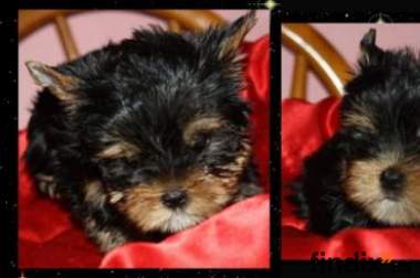 cachorrita yorkshire terrier pequeñita