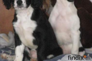 Cachorritos buscan familia