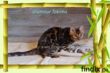 Cahsmere Bengal Kater sehr lieb & pfiffig! Evtl. 