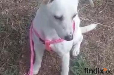 Camilla, a.d.Tierschutz, sucht Happy-Home