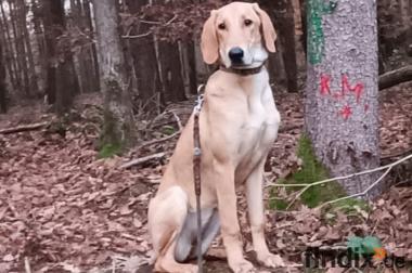 Canella ist eine tolle Mitmachhündin