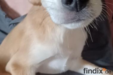 Carmine, a.d.Tierschutz, sucht Happy-Home