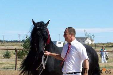 Castrado Friesian tremendo