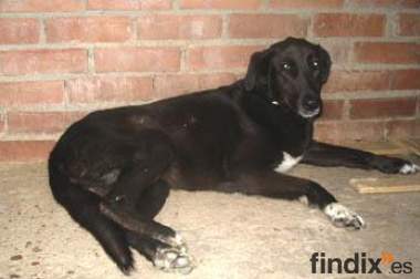CHICUCA, mestiza grande de 9 años en adopción en 