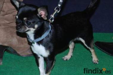 chihuahua busca novia