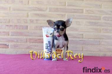 Chihuahua hembra no podras resisitirte