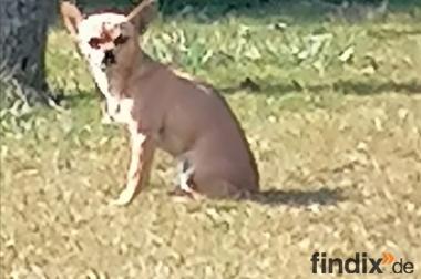 Chihuahua  Hündin
