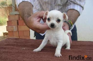 Chihuahua mini Welpe mit Stammbaum