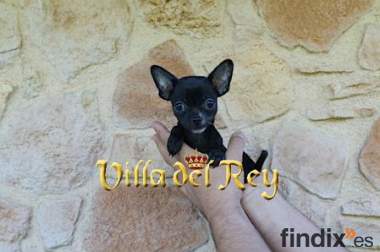 Chihuahua Negra de 3 meses