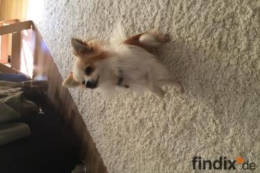 Chihuahua Rüde er sucht ein liebevolles Zuhause!