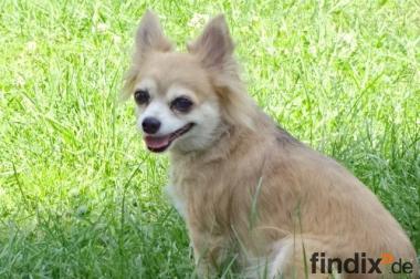 Chihuahua Und Chihuahuawelpen Abzugeben Findix De