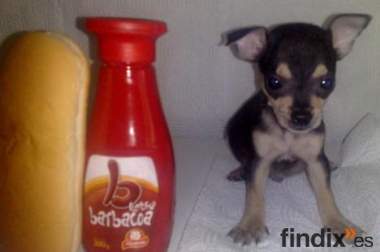 Chihuahuas  de bolsillo aquí en Madrid 490€