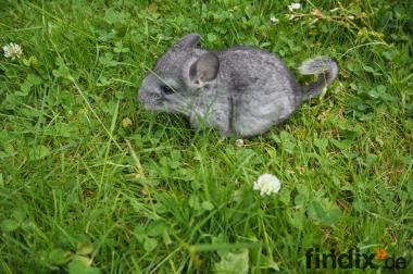 Chinchilla Weibchen