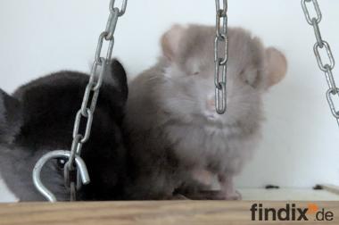 Chinchillababys Angora + Angoraträger suchen ein 