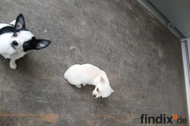 Chiwawa in Liebe volle Hände abzugeben