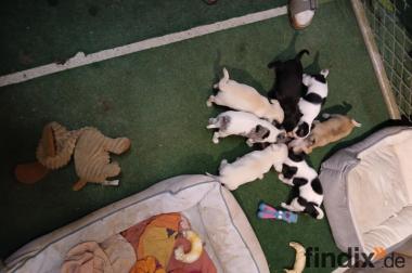 Chiwawa Welpen verkaufen