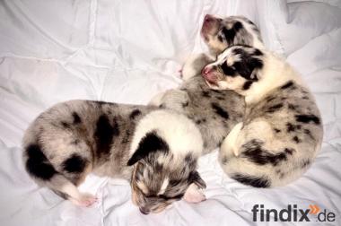 Collie Welpen - Blue Merle