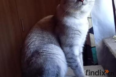 Deckkater BKH, silver-tabby