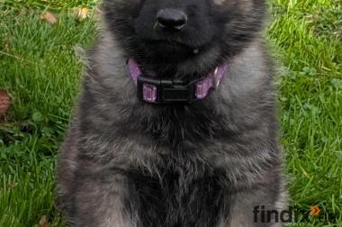 Deutsche Schäferhundwelpen mit SV Papiere