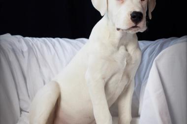 Dogo Argentino Welpen aus liebevoller Hobnyzucht