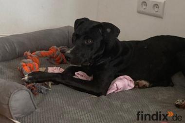 Dolly, a.d.Tierschutz, sucht liebes Zuhause