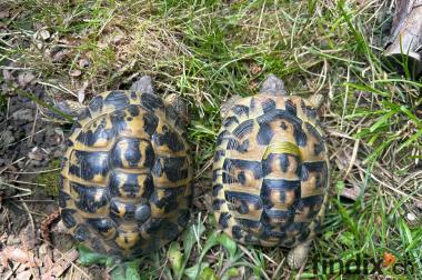 Drei Landschildkröten zu vergeben