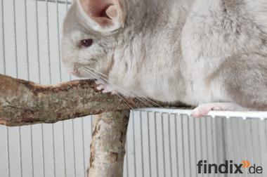 Dringend Chinchillas abzugeben