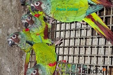 Emmas Weißohrsittiche